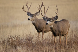 Two large mule deer bucks with big antlers standing in dry golden grassland