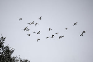 Flock of pigeons flying in overcast sky, treetop at bottom‑left, monochrome shot