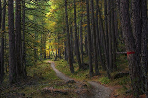 Autumn forest trail with trees