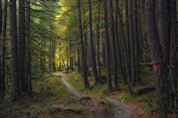 Autumn forest trail with trees