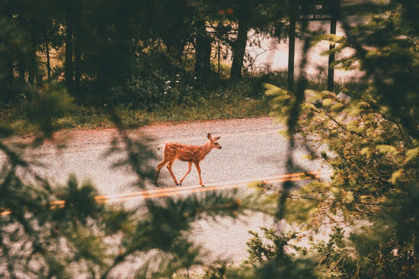 Young deer crossing a forest road.