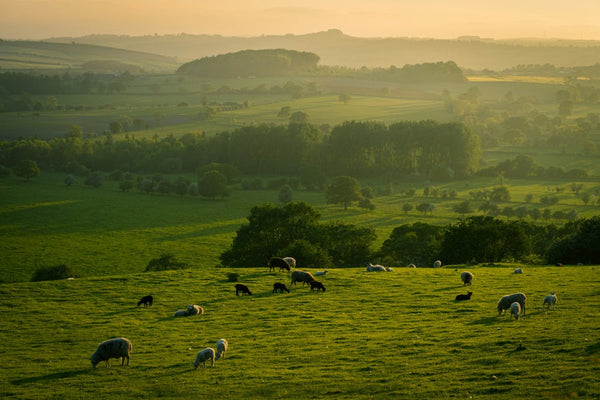 Sunlit green meadow with grazing sheep