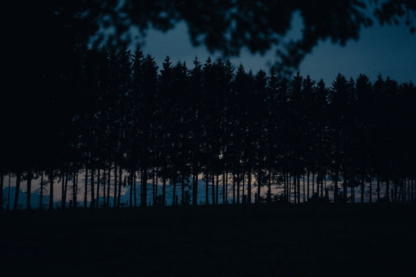 Dark pine forest silhouette at dusk, muted twilight sky