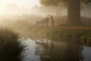 Deer standing by misty riverside with water reflection at dawn