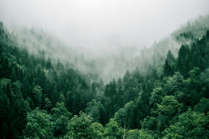 green trees