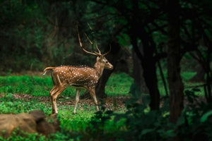 Spotted deer in lush green forest