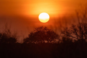 Silhouette of trees against a fiery orange sunset with a bright round sun