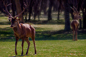 Two red‑deer stags on sun‑dappled woodland grass