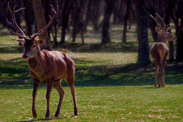Two red‑deer stags on sun‑dappled woodland grass