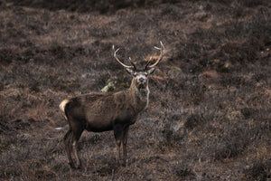 Male red deer stag with antlers standing on moorland, looking at camera