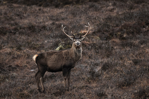 Male red deer stag with antlers standing on moorland, looking at camera