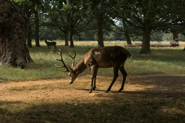 Red deer grazing on woodland path