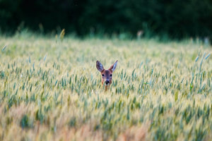 Deer peeking from tall wheat field