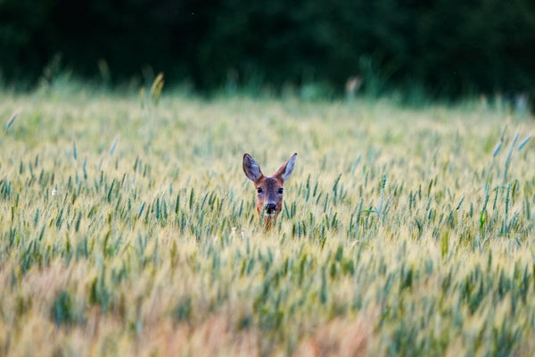 Deer peeking from tall wheat field
