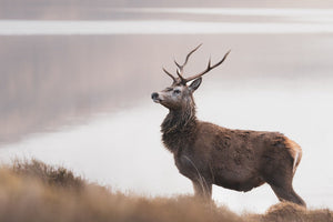 Stag in misty moorland