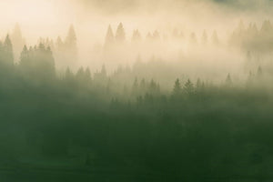 Foggy coniferous forest at sunrise, soft golden light through mist covering pine treetops
