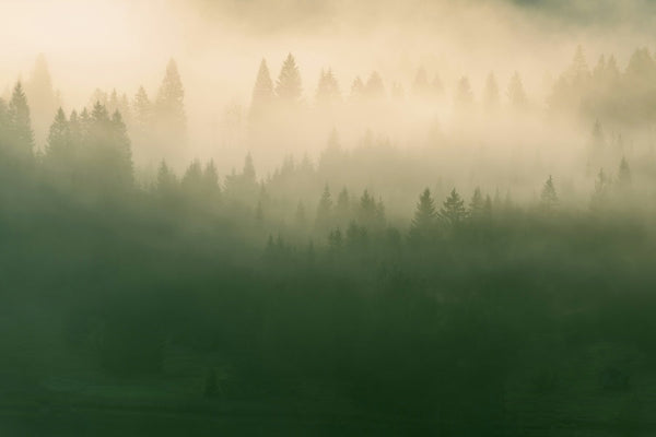 Foggy coniferous forest at sunrise, soft golden light through mist covering pine treetops
