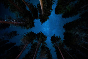 Starry night sky viewed through tall forest trees, looking upward into the Milky Way.