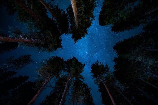 Starry night sky viewed through tall forest trees, looking upward into the Milky Way.