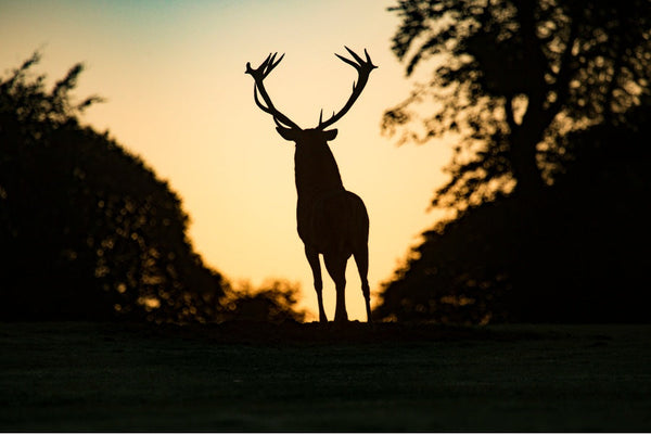 Silhouette of a stag at sunset.