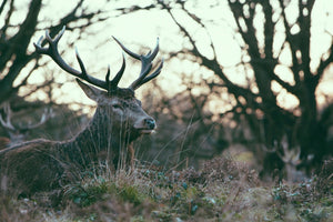 Majestic male deer with large antlers.